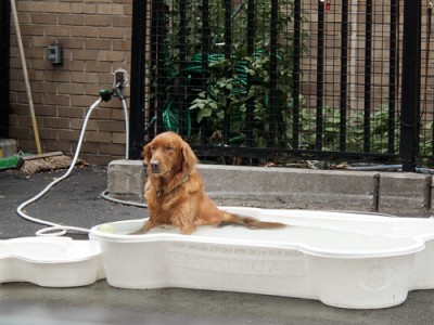 dog wash dog in pool